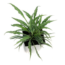 Load image into Gallery viewer, Hosta, 15cm, Silly Strings