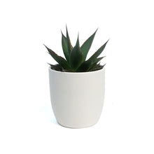 Load image into Gallery viewer, Mangave, 9cm, Ceramic Pot