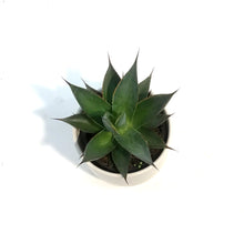 Load image into Gallery viewer, Mangave, 9cm, Ceramic Pot