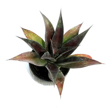 Load image into Gallery viewer, Mangave, 17cm, Ceramic Pot