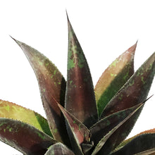 Load image into Gallery viewer, Mangave, 17cm, Ceramic Pot