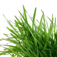 Load image into Gallery viewer, Herb, 7in, Cat grass