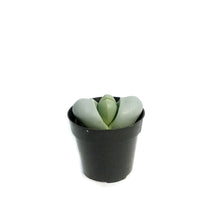 Load image into Gallery viewer, Succulent, 2.5in, Argyrodema Spp