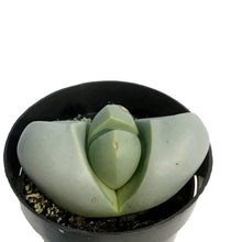 Load image into Gallery viewer, Succulent, 2.5in, Argyrodema Spp