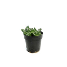 Load image into Gallery viewer, Succulent, 2.5in, Tiger Jaws Faucaria Tigrina