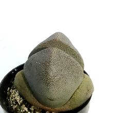 Load image into Gallery viewer, Succulent, 2.5in, Split Rock Pleiospilos nelii