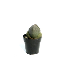 Load image into Gallery viewer, Succulent, 2.5in, Split Rock Pleiospilos nelii
