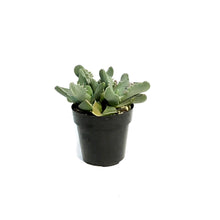 Load image into Gallery viewer, Succulent, 2.5in, Tiger Jaw Large Faucaria Tigrina
