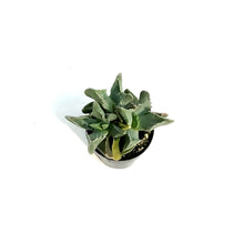 Load image into Gallery viewer, Succulent, 2.5in, Tiger Jaw Large Faucaria Tigrina