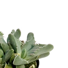Load image into Gallery viewer, Succulent, 2.5in, Tiger Jaw Large Faucaria Tigrina