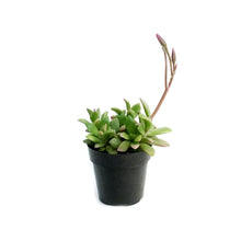 Load image into Gallery viewer, Succulent, 2.5in, Anacampseros Telephiastrum