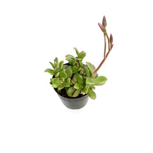 Load image into Gallery viewer, Succulent, 2.5in, Anacampseros Telephiastrum