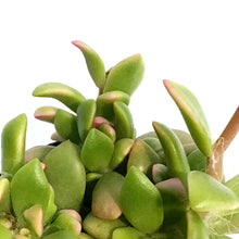 Load image into Gallery viewer, Succulent, 2.5in, Anacampseros Telephiastrum