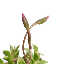 Load image into Gallery viewer, Succulent, 2.5in, Anacampseros Telephiastrum