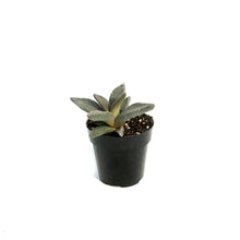 Load image into Gallery viewer, Succulent, 2.5in, Aloinopsis Rubrolineata