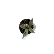 Load image into Gallery viewer, Succulent, 2.5in, Aloinopsis Rubrolineata