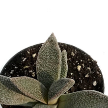 Load image into Gallery viewer, Succulent, 2.5in, Aloinopsis Rubrolineata