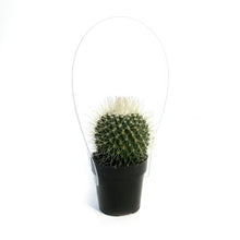 Load image into Gallery viewer, Cactus, 2.5in, Mammillaria 'Un Pico'