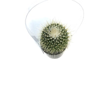 Load image into Gallery viewer, Cactus, 2.5in, Mammillaria 'Un Pico'
