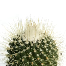 Load image into Gallery viewer, Cactus, 2.5in, Mammillaria 'Un Pico'