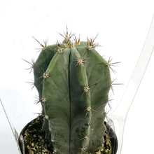 Load image into Gallery viewer, Cactus, 2.5in, Stenocereus Pruinosus