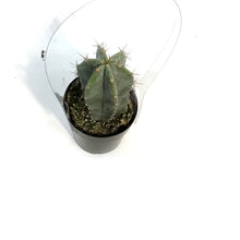 Load image into Gallery viewer, Cactus, 2.5in, Stenocereus Pruinosus