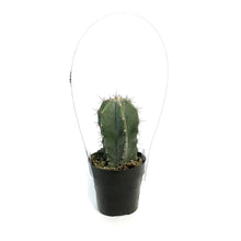 Load image into Gallery viewer, Cactus, 2.5in, Stenocereus Pruinosus