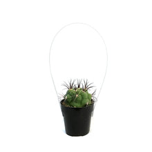 Load image into Gallery viewer, Cactus, 2.5in, Gymnocalycium Saglione