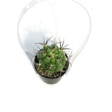 Load image into Gallery viewer, Cactus, 2.5in, Gymnocalycium Saglione