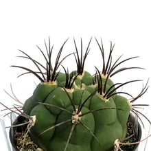 Load image into Gallery viewer, Cactus, 2.5in, Gymnocalycium Saglione