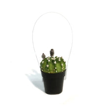 Load image into Gallery viewer, Cactus, 2.5in, E. Subdenudatum '