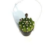 Load image into Gallery viewer, Cactus, 2.5in, E. Subdenudatum '