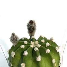 Load image into Gallery viewer, Cactus, 2.5in, E. Subdenudatum '