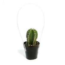 Load image into Gallery viewer, Cactus, 2.5in, Stenocereus Dumortierii