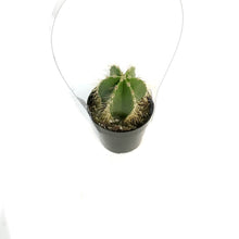 Load image into Gallery viewer, Cactus, 2.5in, Stenocereus Dumortierii