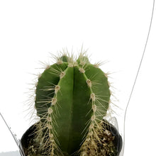 Load image into Gallery viewer, Cactus, 2.5in, Stenocereus Dumortierii