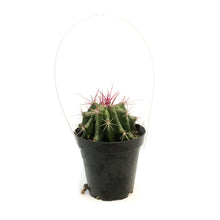 Load image into Gallery viewer, Cactus, 9cm, Ferocactus Gracilis 'Fire Barrel'