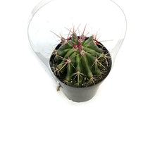 Load image into Gallery viewer, Cactus, 9cm, Ferocactus Gracilis 'Fire Barrel'