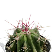 Load image into Gallery viewer, Cactus, 9cm, Ferocactus Gracilis 'Fire Barrel'