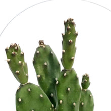 Load image into Gallery viewer, Cactus, 9cm, Opuntia Quimilo