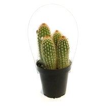 Load image into Gallery viewer, Cactus, 9cm, Espostoa Mirabilis
