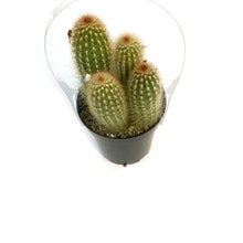 Load image into Gallery viewer, Cactus, 9cm, Espostoa Mirabilis