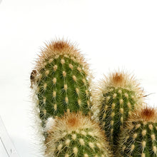Load image into Gallery viewer, Cactus, 9cm, Espostoa Mirabilis
