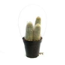 Load image into Gallery viewer, Cactus, 9cm, Thrixanthocereus Senilis
