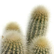 Load image into Gallery viewer, Cactus, 9cm, Thrixanthocereus Senilis