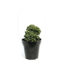 Load image into Gallery viewer, Cactus, 9cm, Cereus Peruvianus Goblin