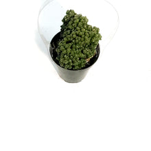 Load image into Gallery viewer, Cactus, 9cm, Cereus Peruvianus Goblin