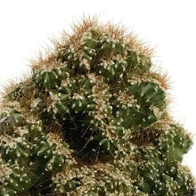 Load image into Gallery viewer, Cactus, 9cm, Cereus Monstrose 'Cafe'
