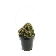 Load image into Gallery viewer, Cactus, 9cm, Cereus Monstrose 'Cafe'