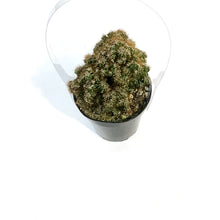 Load image into Gallery viewer, Cactus, 9cm, Cereus Monstrose 'Cafe'